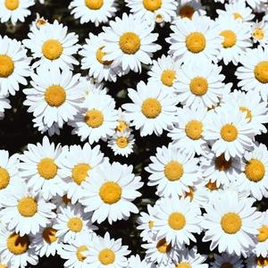 韩国电影办公室秘书
